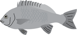 Illustration of Spondyliosoma cantharus (Black Seabream)