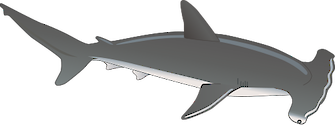 Illustration of Sphyrna spp. (Hammerhead Shark)