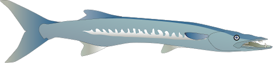 Illustration of Sphyraena spp. (Barracuda)
