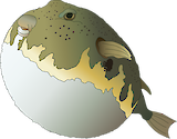 Illustration of Sphoeroides maculatus (Nothern Puffer)