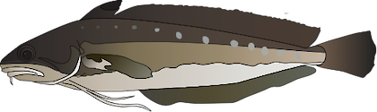 Illustration of Urophycis regia (Spotted Hake)