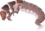 Illustration of caddisfly larva