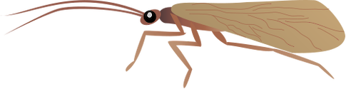 Illustration of caddisfly adult