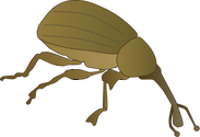 Illustration of Anthonomus grandis (Boll Weevil)
