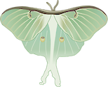 Illustration of Actias luna (Luna Moth)
