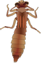 Illustration of dragonfly nymph