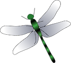 Illustration of dragonfly adult