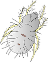 Illustration of Dermatophagoides pteronyssinus (House Dust Mite)