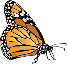 Illustration of Danaus plexippus (Monarch Butterfly)