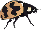 Illustration of Coccinella transversalis (Ladybird Beetle)