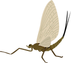 Illustration of mayfly adult