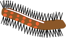 Illustration of Lymantria dispar (Gypsy Moth) caterpillar