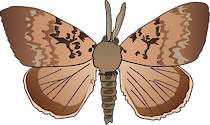 Illustration of Lymantria dispar (Gypsy Moth)