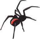 Illustration of Latrodectus hasselti (Redback Spider)