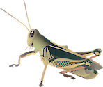 Illustration of grasshopper