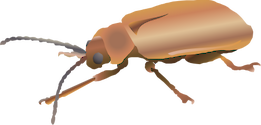 Illustration of Galerucella pusilla (Golden Loosestrife Beetle)