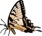 Illustration of Papilio glaucus (Eastern Tiger Swallowtail Butterfly)