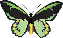 Illustration of Ornithoptera priamus (King Priamo's Birdwing)