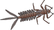 Illustration of mayfly larva