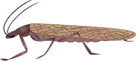 Illustration of stonefly adult
