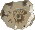 Illustration of fossil nautilus