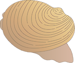 Illustration of clam