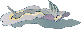 Illustration of Chromodoris coi (Nudibranch)