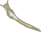 Illustration of Oxynoe olivacea (Sacoglossan)