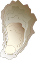 Illustration of oyster