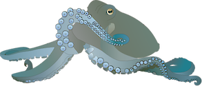 Illustration of Octopus vulgaris (Common Octopus)