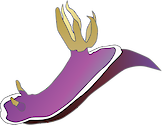 Illustration of nudibranch