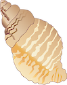 Illustration of Urosalpinx cinerea (Oyster Drill)