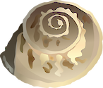 Illustration of Umbonium vestiarum (Button Snail)