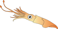 Illustration of squid