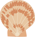 Illustration of scallop