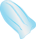 Illustration of ctenophore (Comb Jelly)