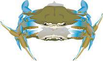 Illustration of adult Callinectes sapidus (Blue Crabs) coupling