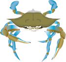 Illustration of an adult Callinectes sapidus (Blue Crab)