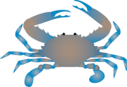 Illustration of Callinectes sapidus (Blue Crab)