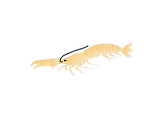 Illustration of a Callianassa spp. (Burrowing Mud Shrimp)