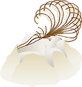 Illustration of an open barnacle