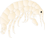 Illustration of an Amphipod
