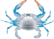 Illustration of a female Callinectes sapidus (Blue Crab) ventral view
