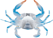 Illustration of the ventral view of an adolescent female blue crab (Callinectes Sapidus)