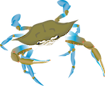 Illustration of a Blue crab (C. Sapidus) juvenile