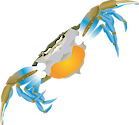 Illustration of an egg-bearing Callinectes sapidus (Blue Crab) female
