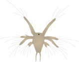Illustration of a crustacean nauplius