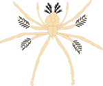 Illustration of a juvenile crustacean