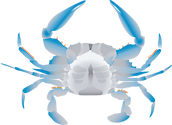 Illustration of the ventral view of a male Callinectes sapidus (Blue Crab)