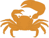 Illustration of a fiddler crab (Uca spp.)